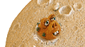 Spike